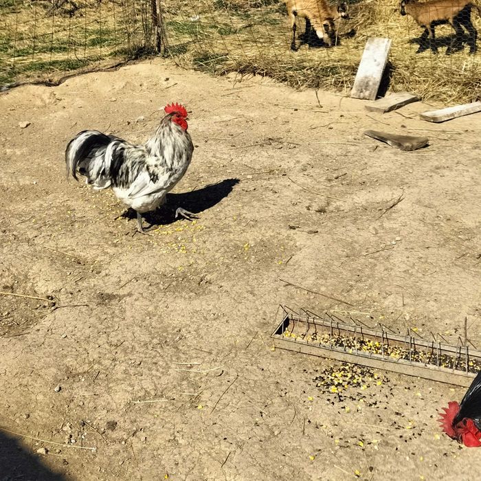 Ouă incubat găini Brahma, Vălișoara și Australorp