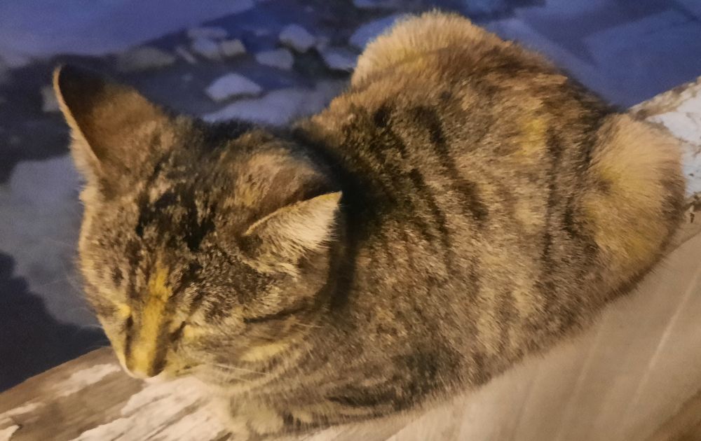 MUSHUKCHA SOTILADI kelishtirib  beramiz