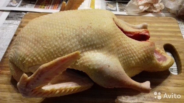 Индоутка мясо фото Утки домашние!!! Продам домашних кур, уток, гусей, индеек, перепелов.: 2 500 тг.
