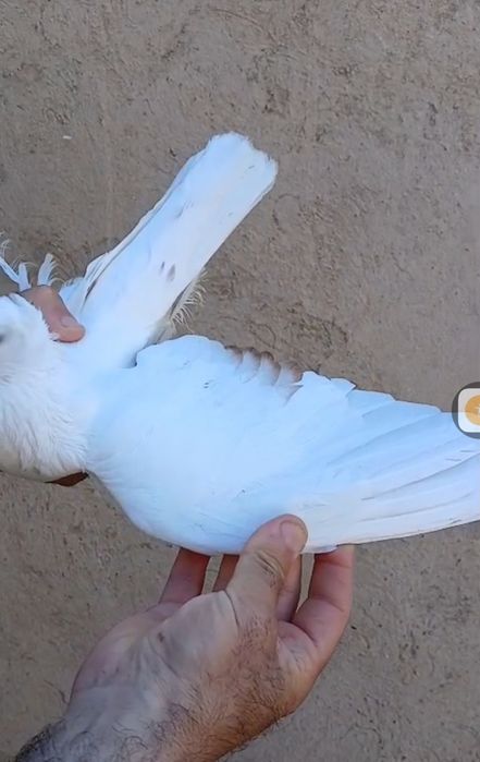 Продам голубей...