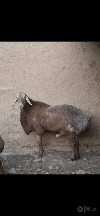 Zotga qo'chqor sotiladi