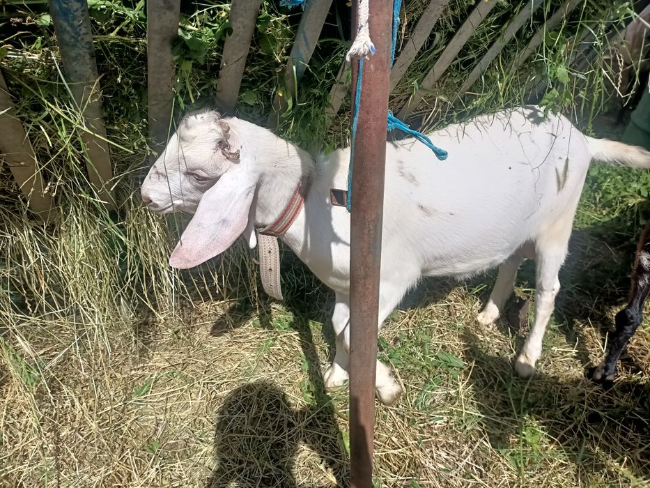Țap metis anglonubian de vanzare