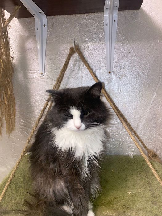 Кошка в добрые руки