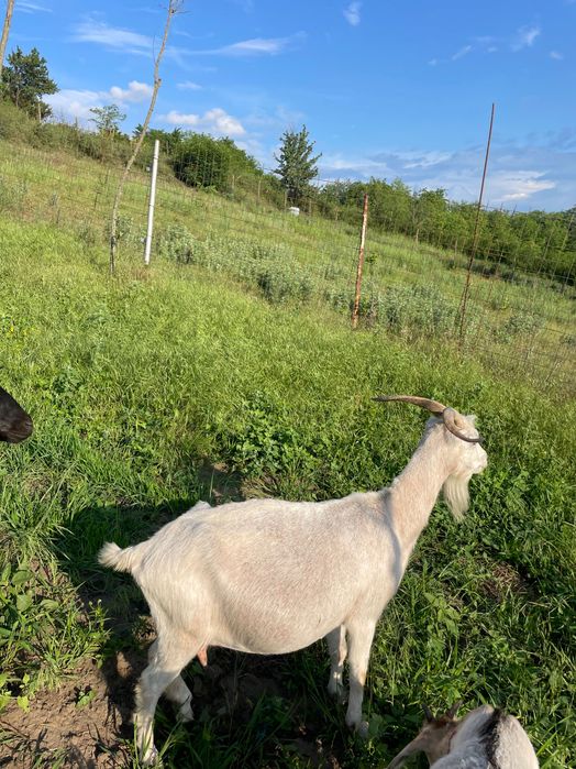 Vând sau schimb capră