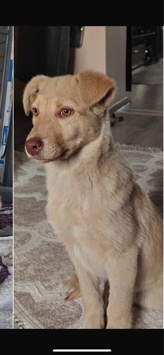 золотистый ретвивер