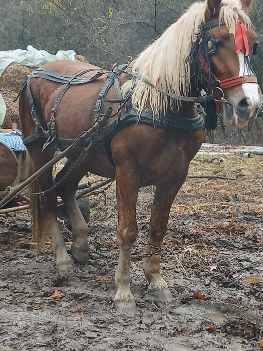 Armasar 3 ani orice proba