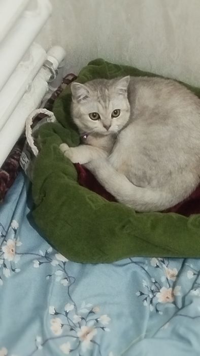 Mushuk zoti toza