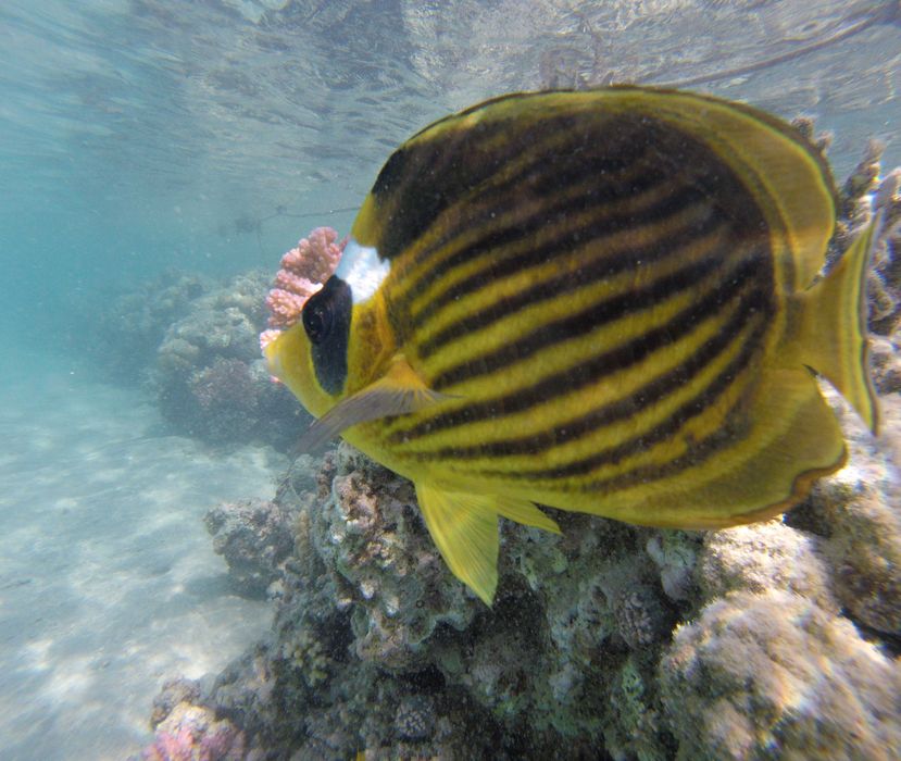 GoPro Hero 5 session