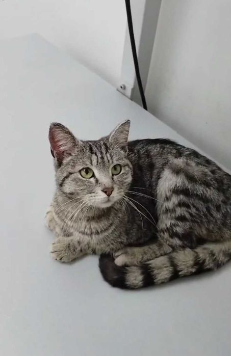 Ласковый котик ищет дом