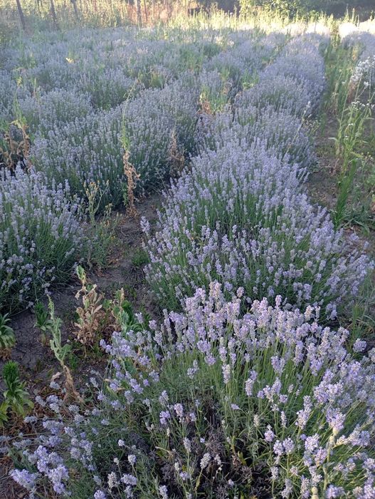 Vand tufe de lavanda Angustifolia