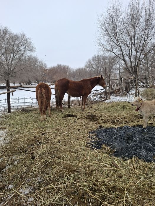 Продам  кобылу жеребую с кобылешкой