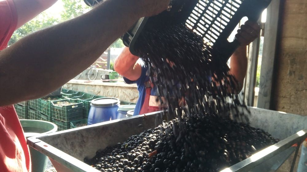 Suc de aronia la  Bag in Box 3 litri