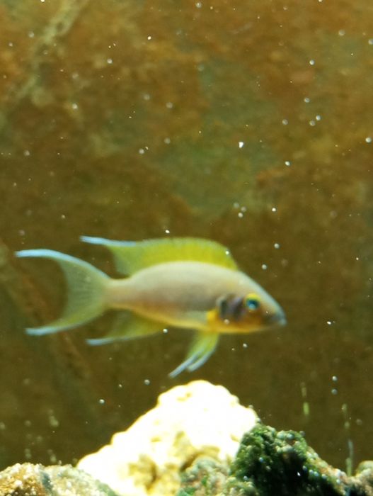 Lamprologus sp."daffodil