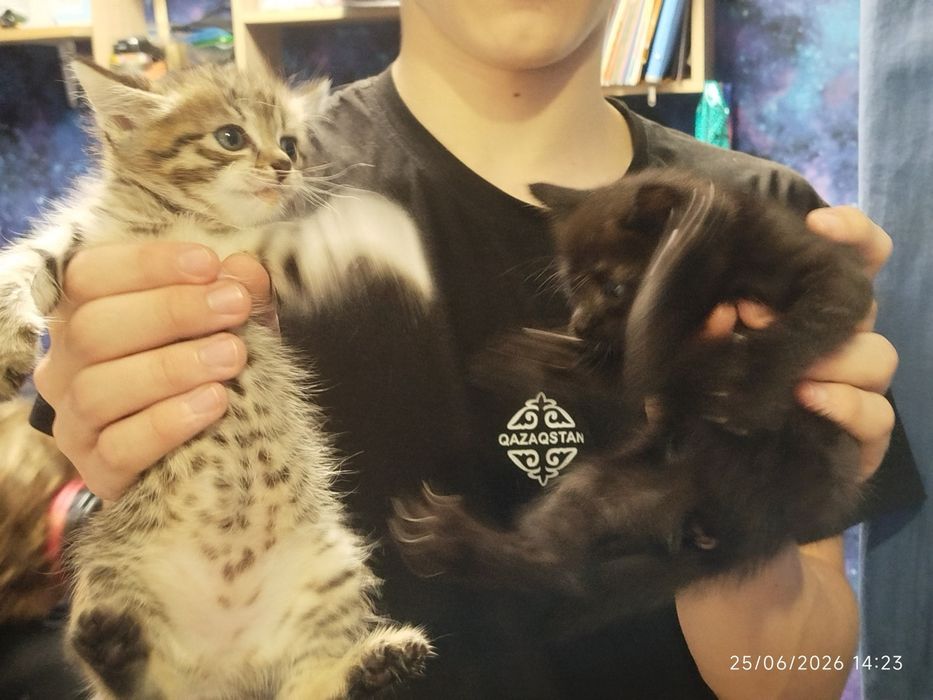 Продаю двух котят
