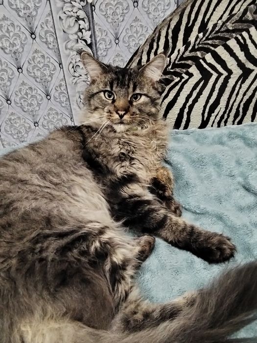 Вязка  в обмен на котёнка