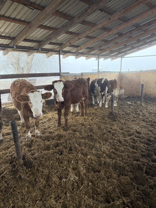 Vand vitei media 240-250 kg