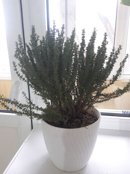 Чабрец тимьян ползучий