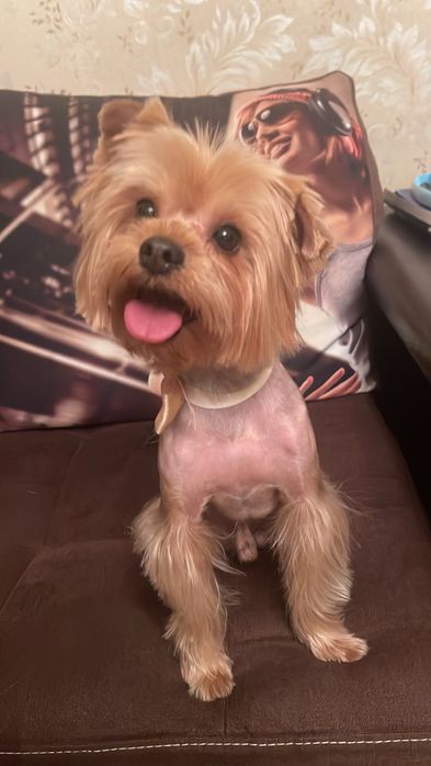 Кобель йоркширского терьера для вязки