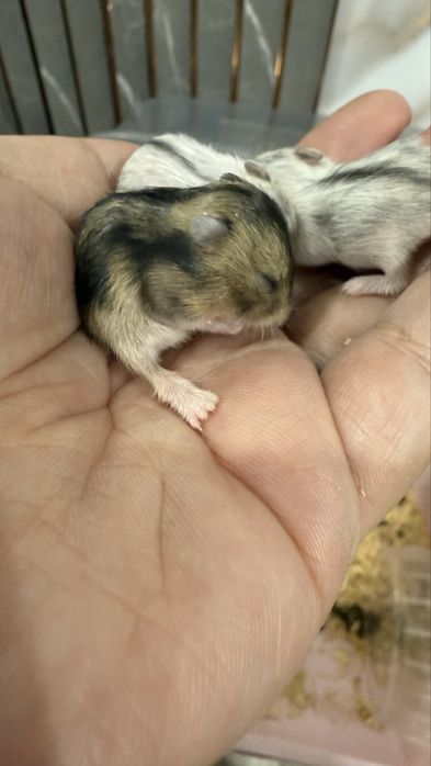 Продам маленького хомячка