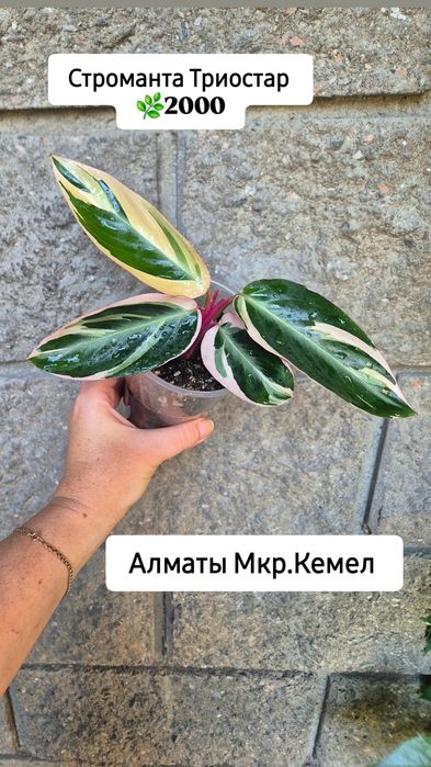 Комнатные растения