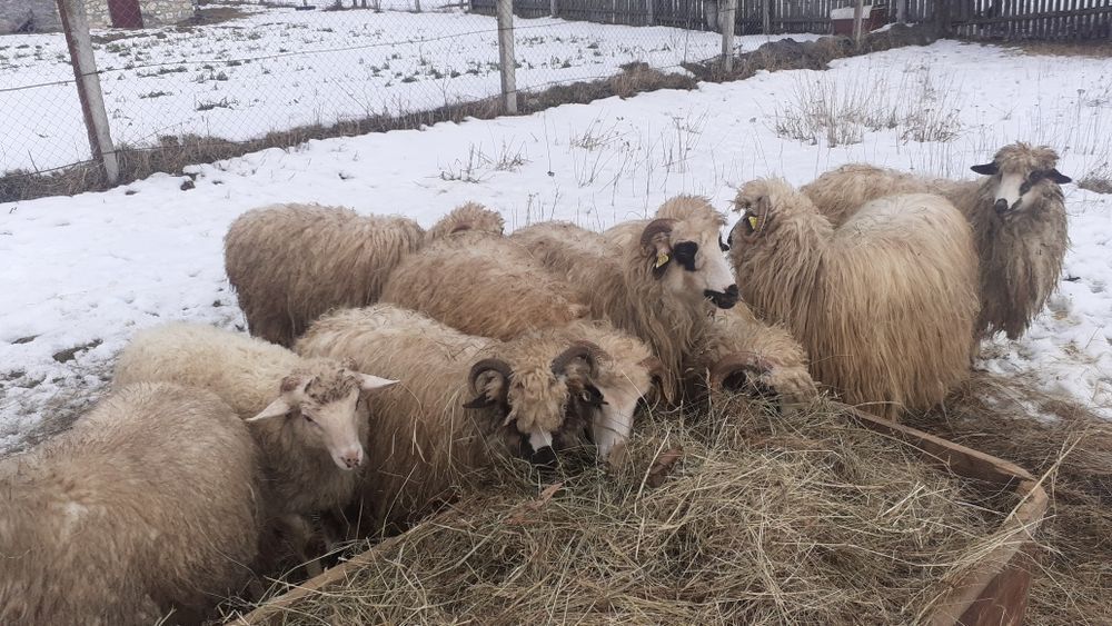 Vand   10 Oi tinere cu 5 miei pret7500 lei