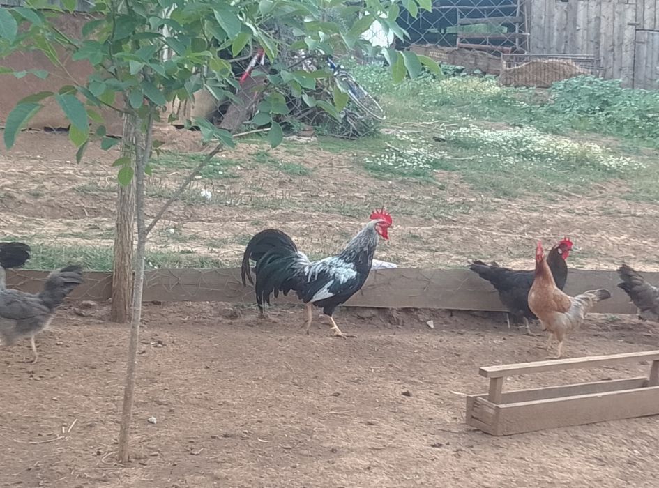 Vînd  găini și cocoș italiene