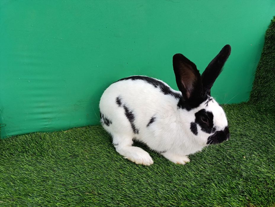 Strakach quyon sotiladi sames 10 oylik