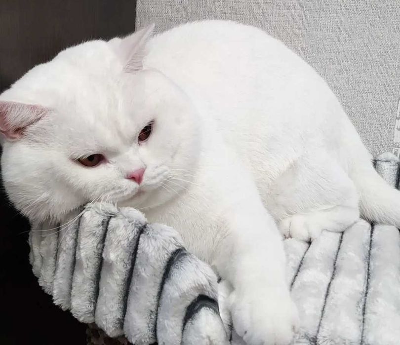 Британски късокосмести чисто бяло момиче и синьо -ОФИЦИАЛЕН РАЗВЪДНИК