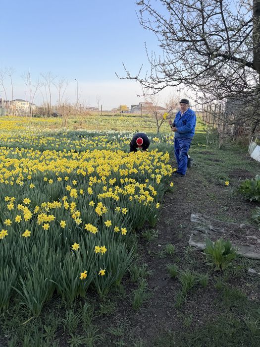 Vand narcise en gros,50 fire/pachet,parfumate,superbe