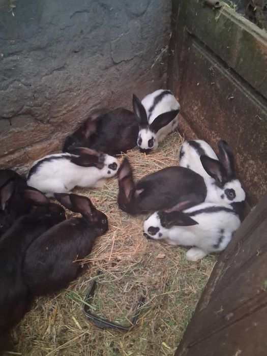 vind iepuri fluture german