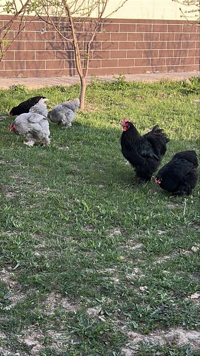 Брама изабелла 15000тг