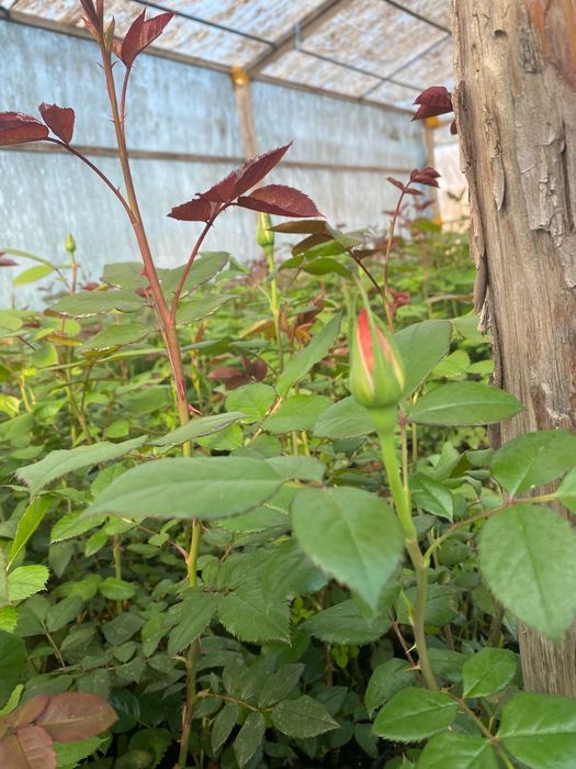 Розы  розы  розы