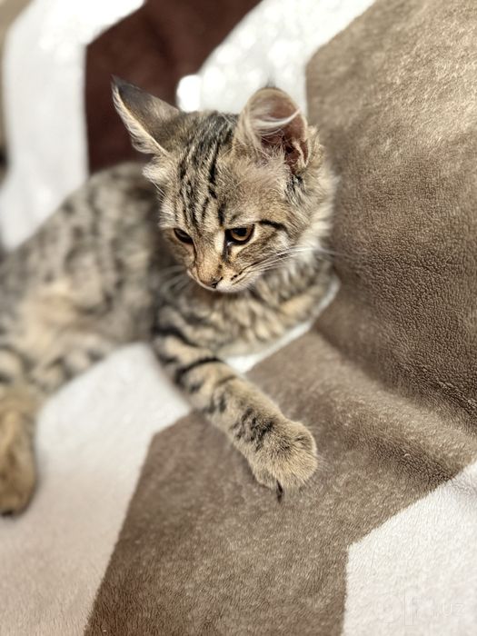 Отдам даром котенка