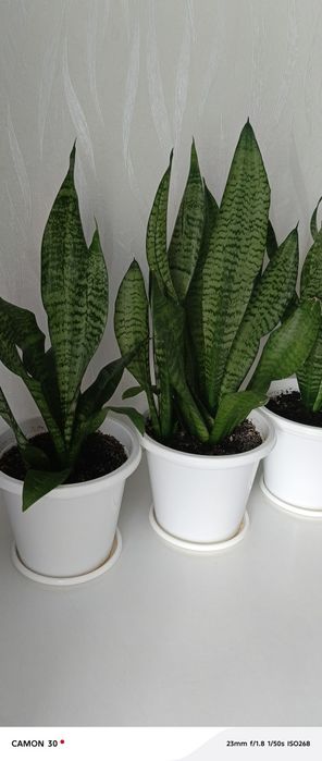 Продам цветы Сансевиерия не прихотливое полезные цветы ,большие .