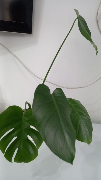 Продам монстеру 2 000тг