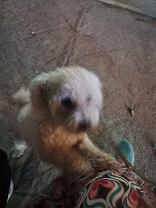 Вязка кобеля Бишон фризе