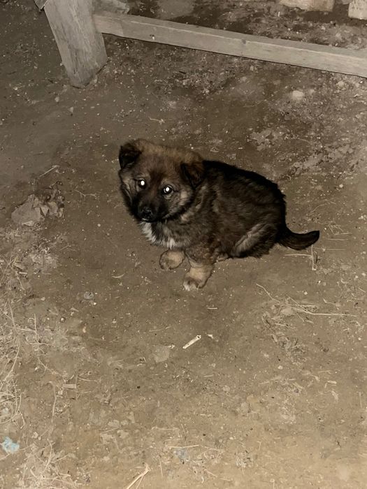 Күшік кішкентай жоғалды