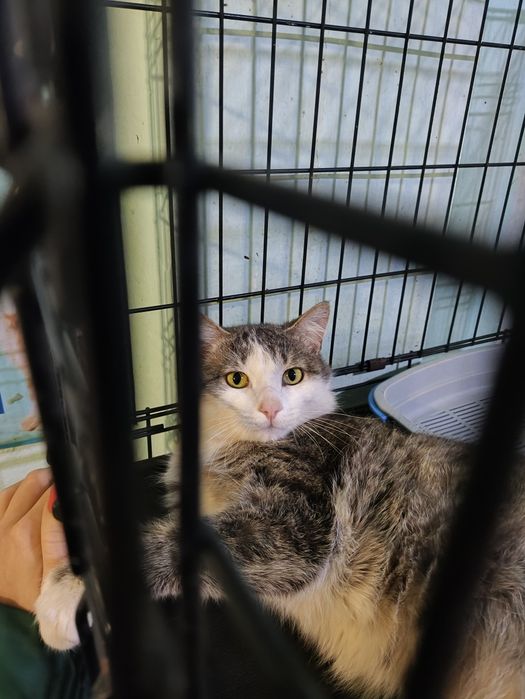 Молодой котик срочно ищет дом !