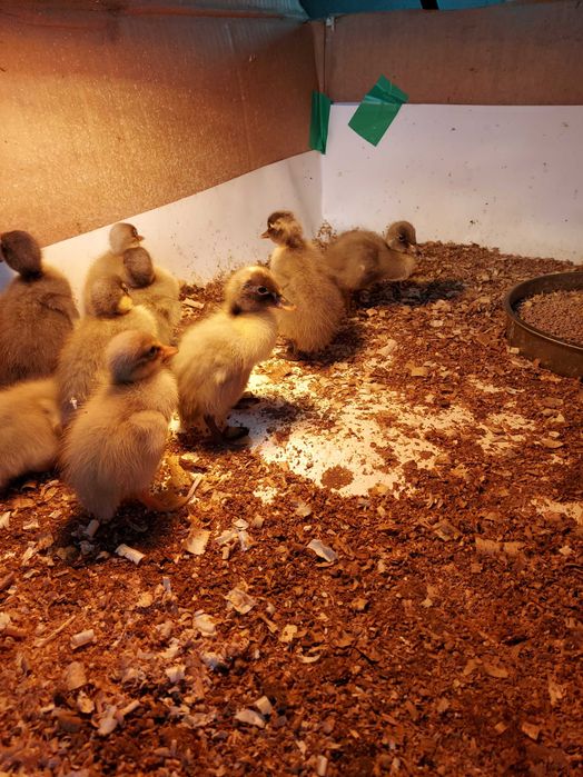 boboci rate indiene alergatoare