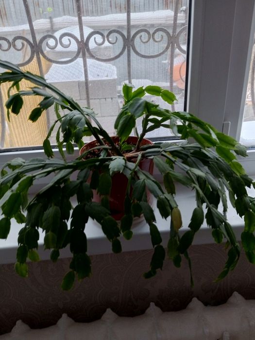 Комнатные растения