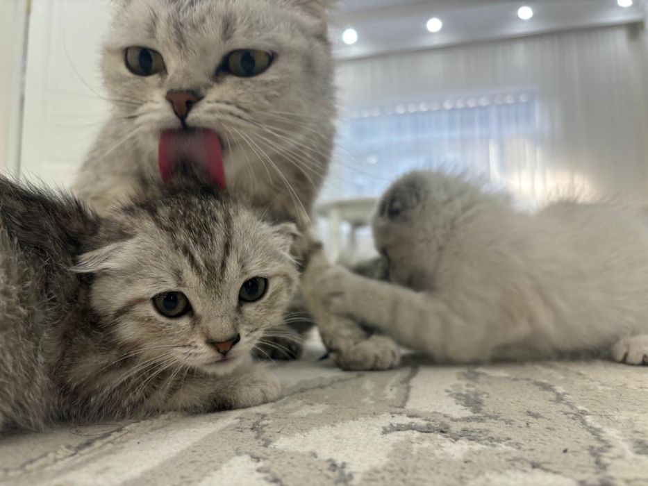 Кошки шотландские