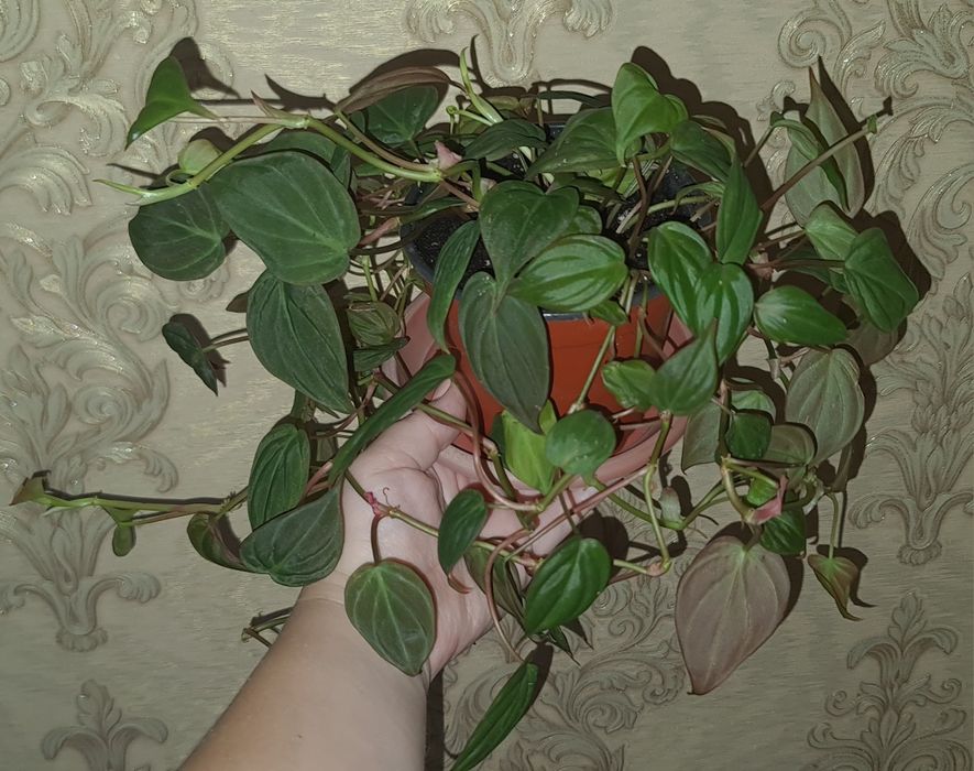 Продам Филодендрон лазящий Micans