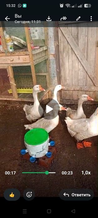 Продам Гусей Линда