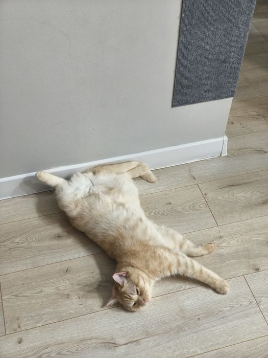 Короткошорстный британец