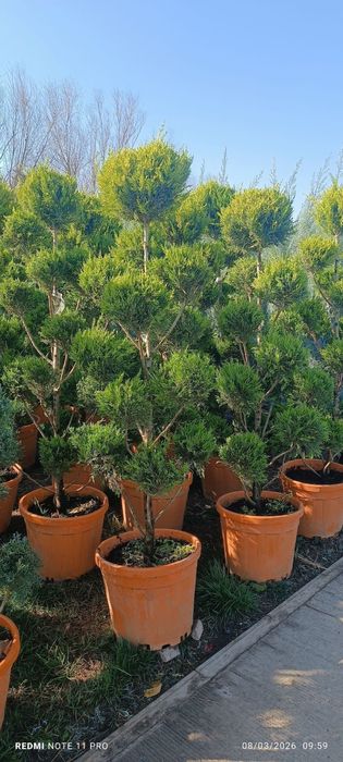 ARCHA GAZON URUG’ Landshaft  O’zbeksiton boyicha xizmatlar mavjud