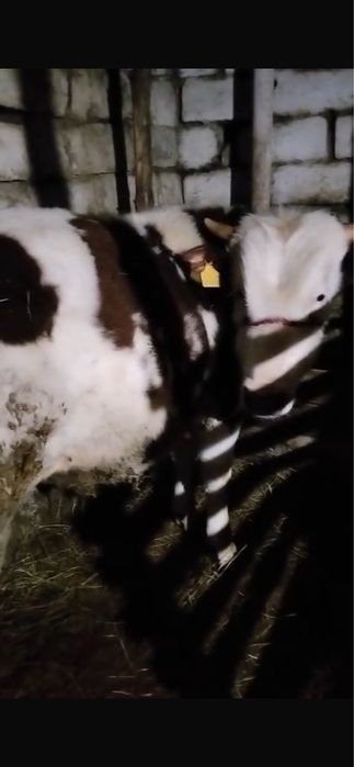 Бұқалар сатамын