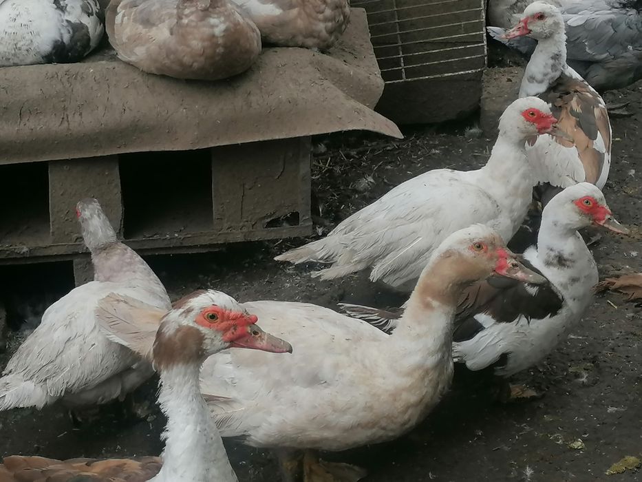 Rațe mute  de vânzare