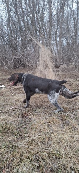 Продам Дратхаар кобеля