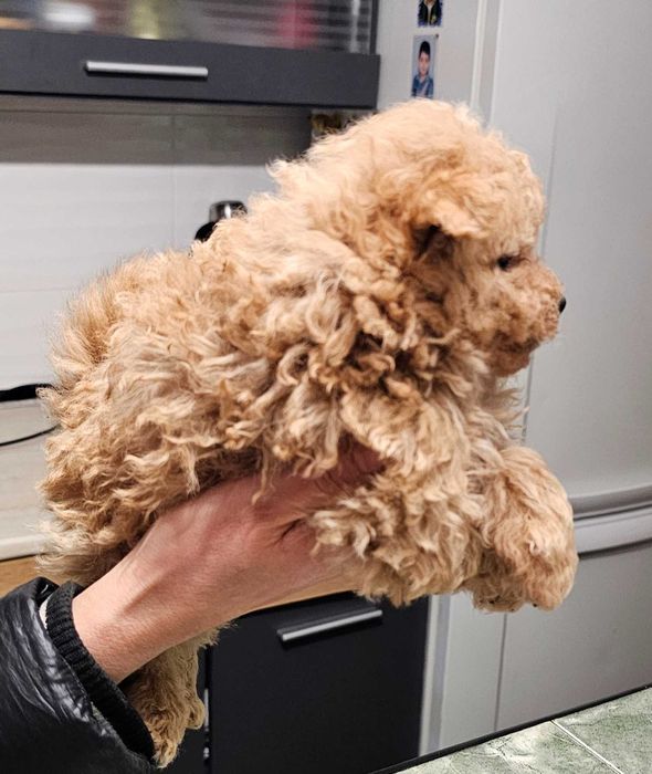 Pomapoo Померан/Пудел