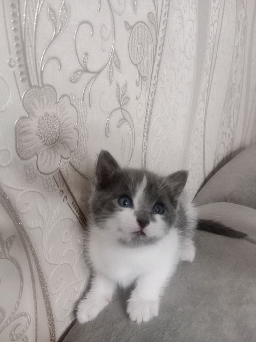Котята.Отдам даром!